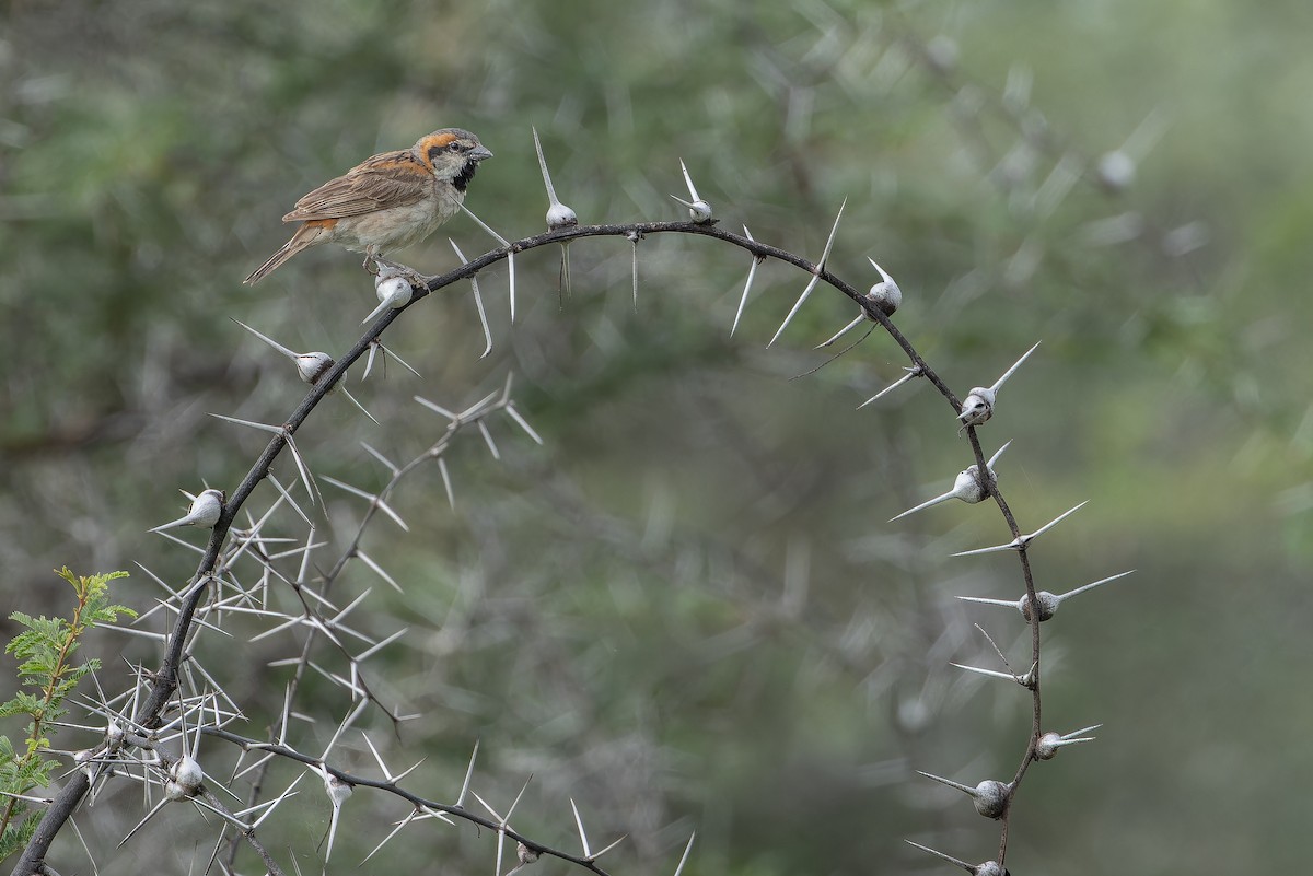 Shelley's Rufous Sparrow - ML642440245