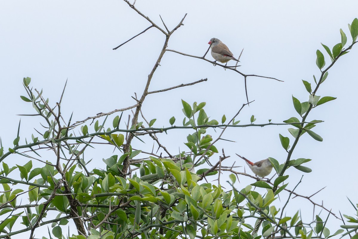 Fawn-breasted Waxbill (Fawn-breasted) - ML642440268