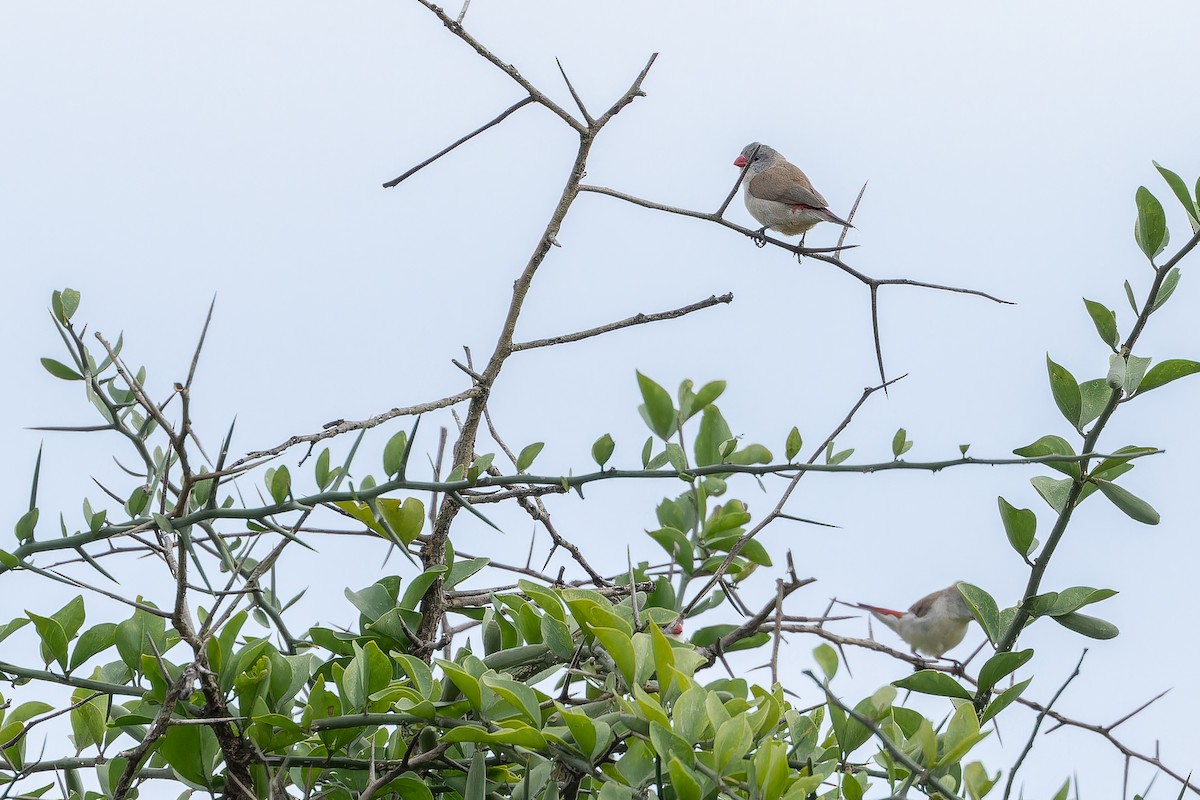 Fawn-breasted Waxbill (Fawn-breasted) - ML642440269