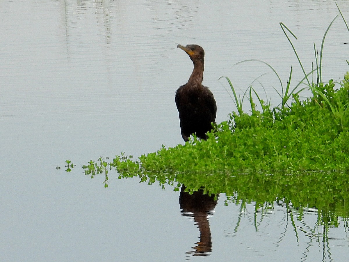Neotropic Cormorant - ML642440290