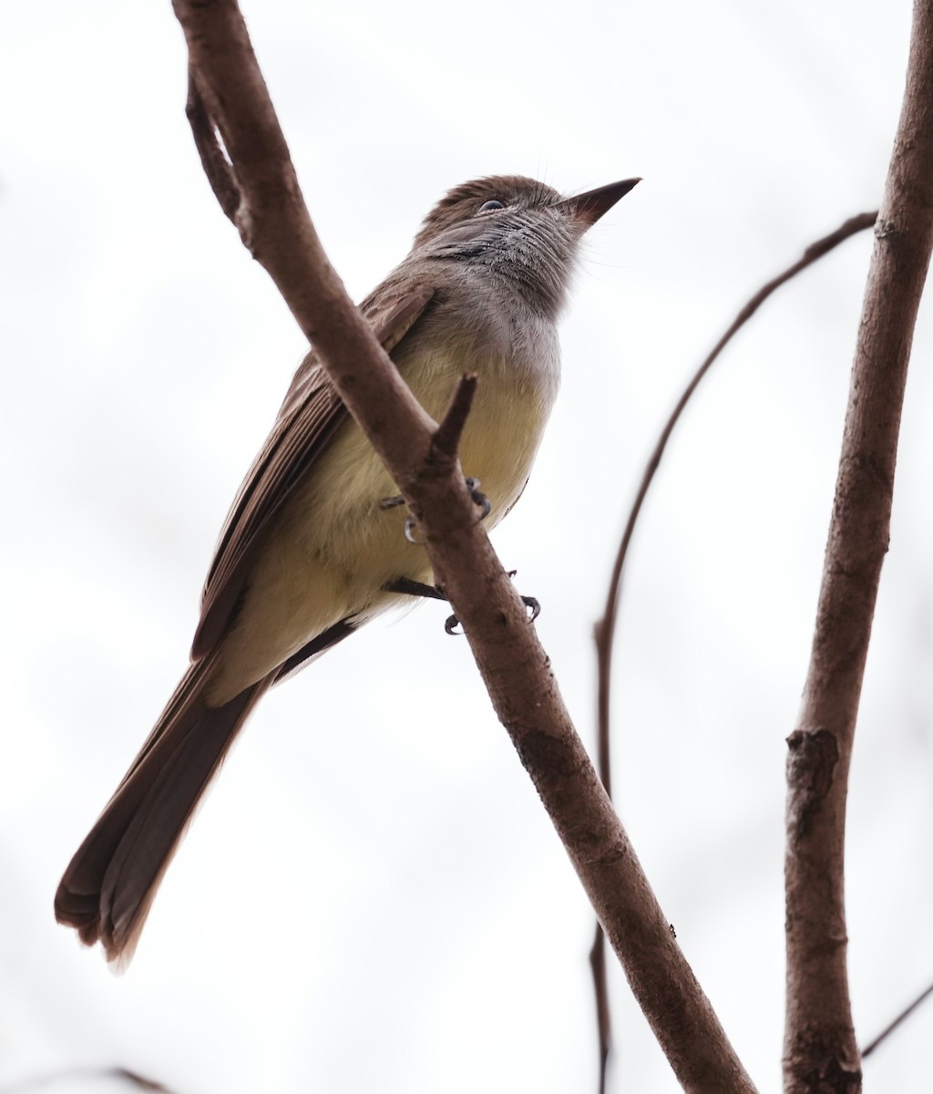 Swainson's Flycatcher - ML642440353