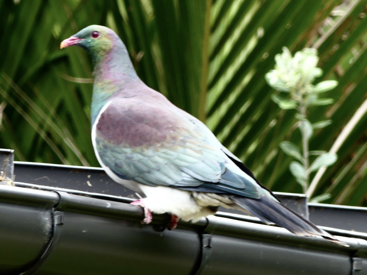 New Zealand Pigeon - ML642440367