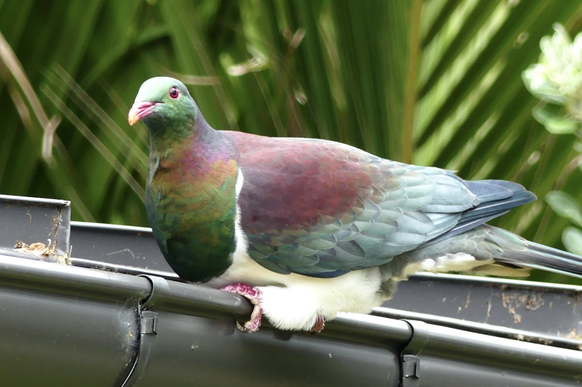 New Zealand Pigeon - ML642440368