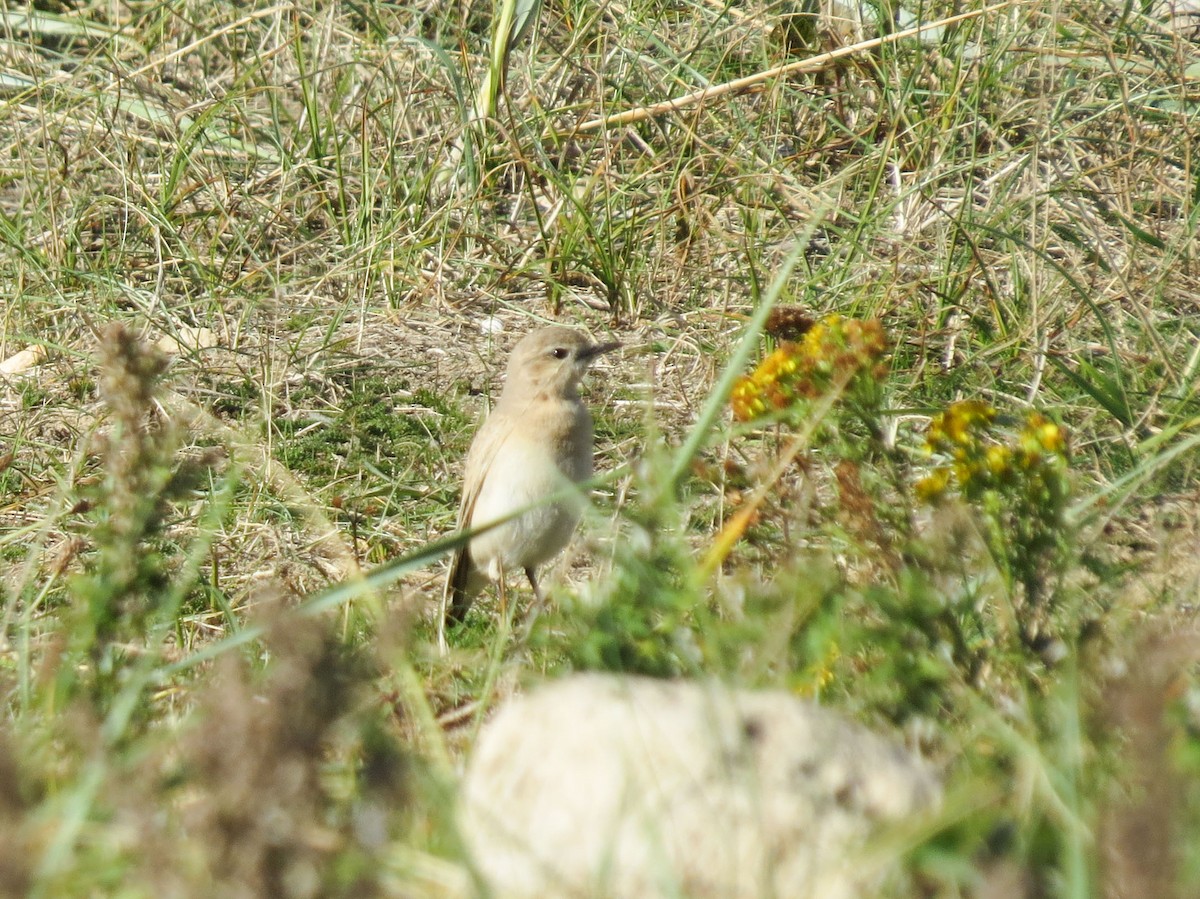 Isabelline Wheatear - ML642440393