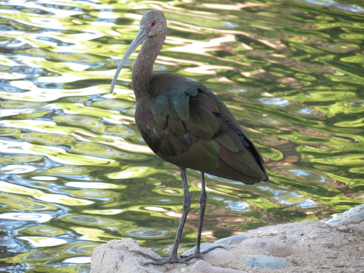 White-faced Ibis - ML642440403
