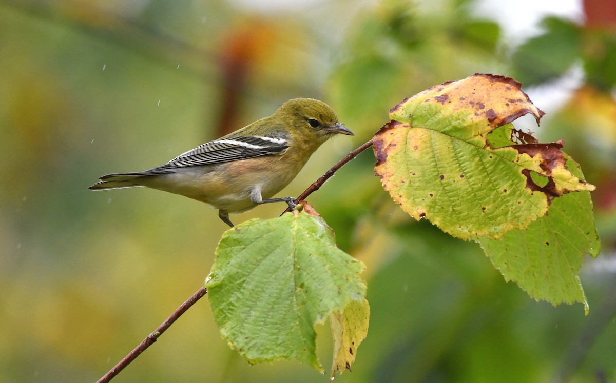 Bay-breasted Warbler - ML642440408