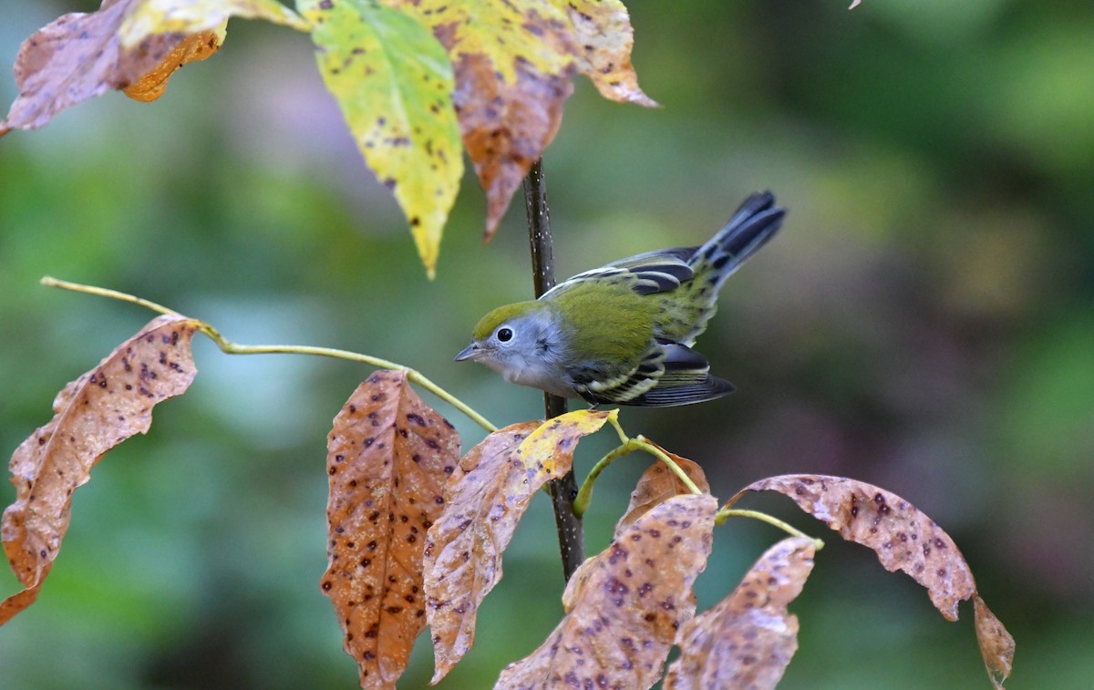 Chestnut-sided Warbler - ML642440418