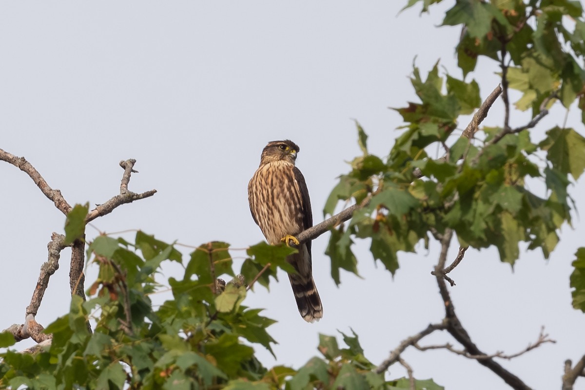 Merlin - ML642440419