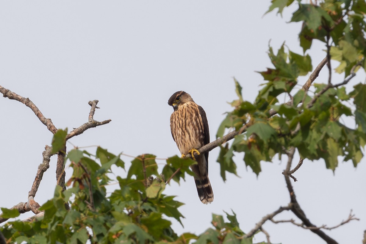 Merlin - ML642440420
