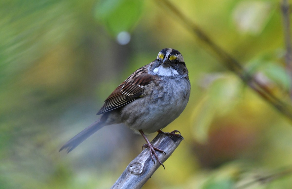 White-throated Sparrow - ML642440431