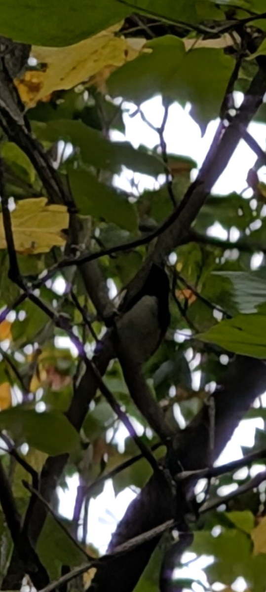 Black-throated Blue Warbler - ML642440443