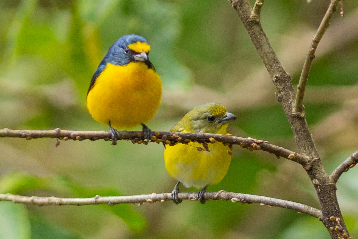 Yellow-throated Euphonia - ML642440451