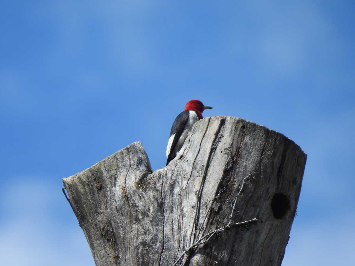 Red-headed Woodpecker - ML642440456
