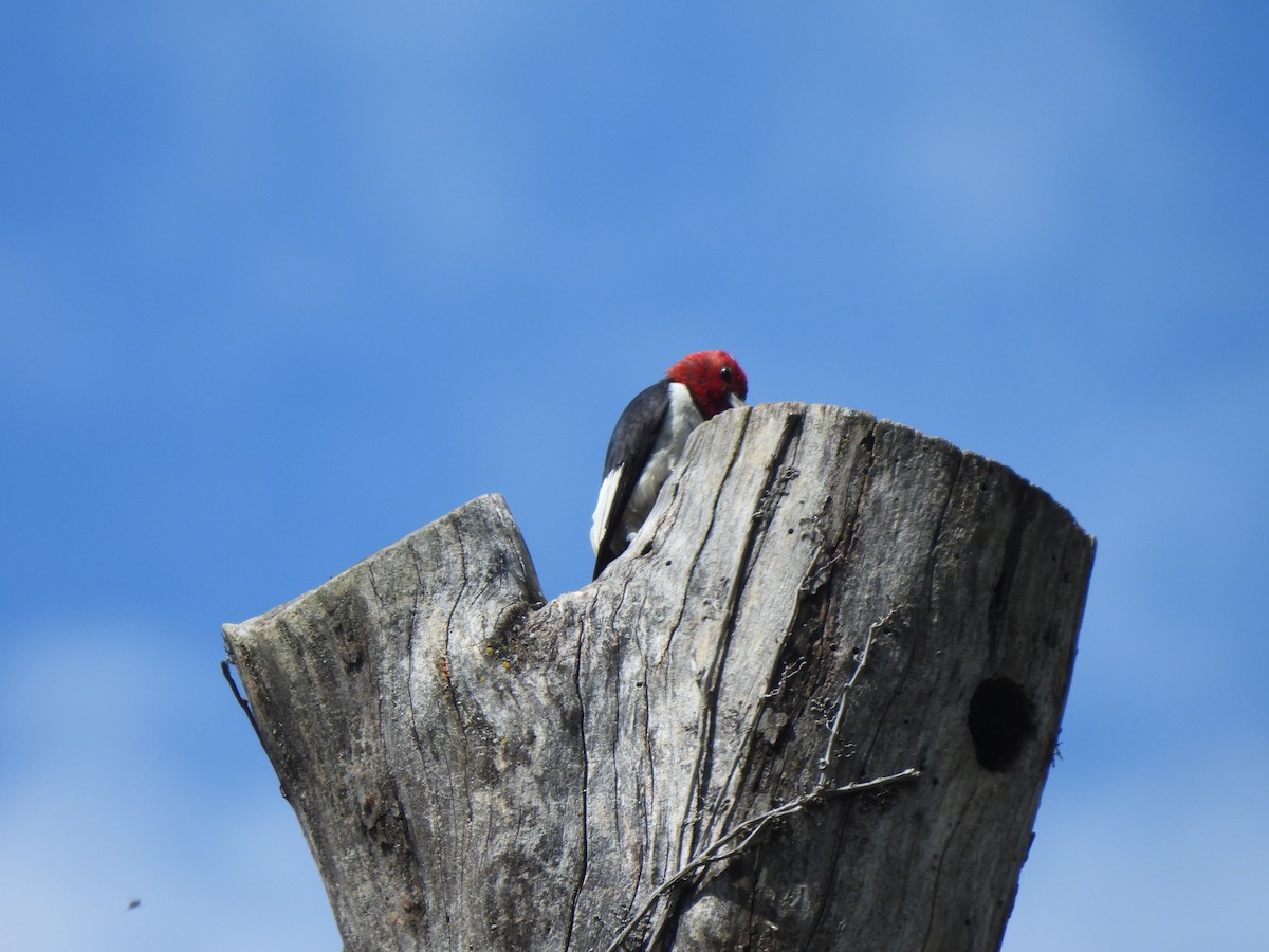 Red-headed Woodpecker - ML642440457