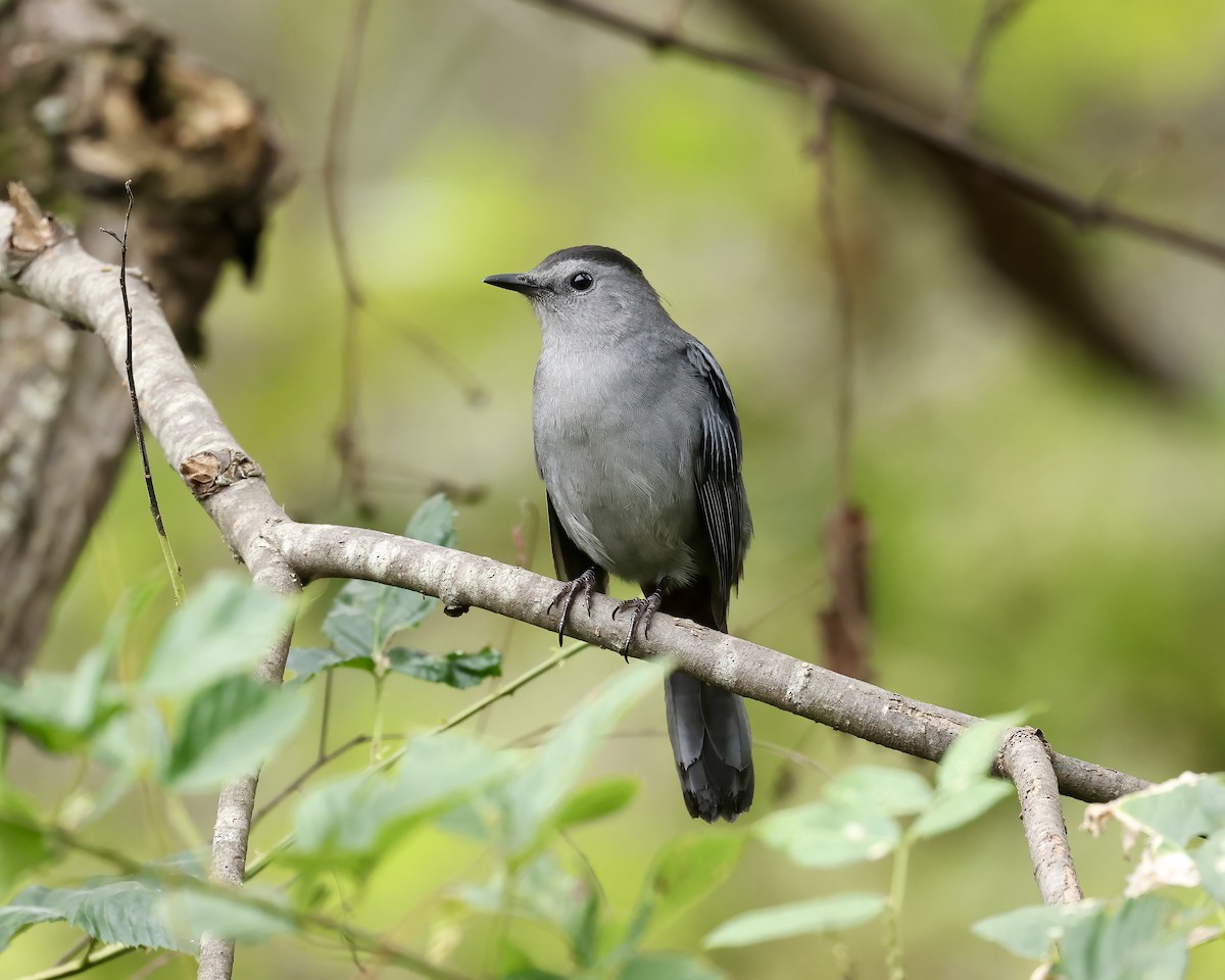Gray Catbird - ML642440477