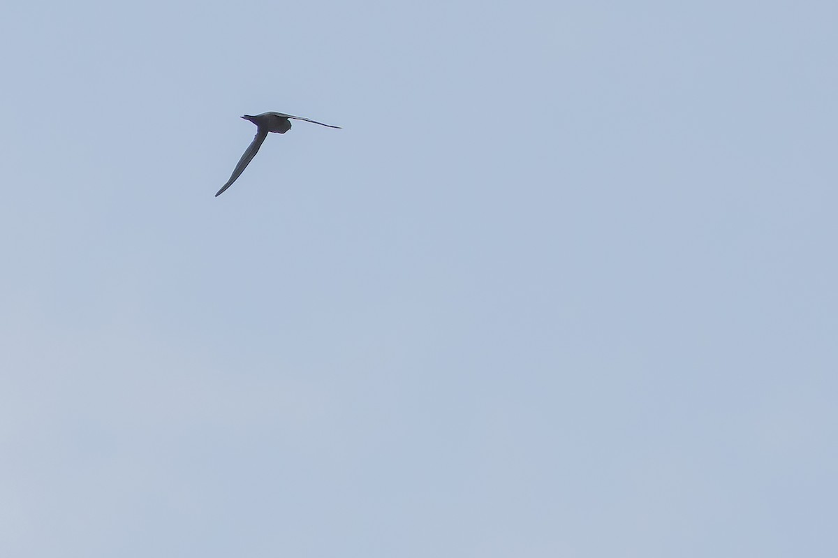 Schuppensegler - ML642440516