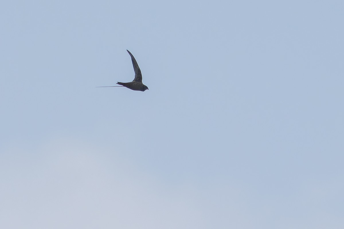 Schuppensegler - ML642440520