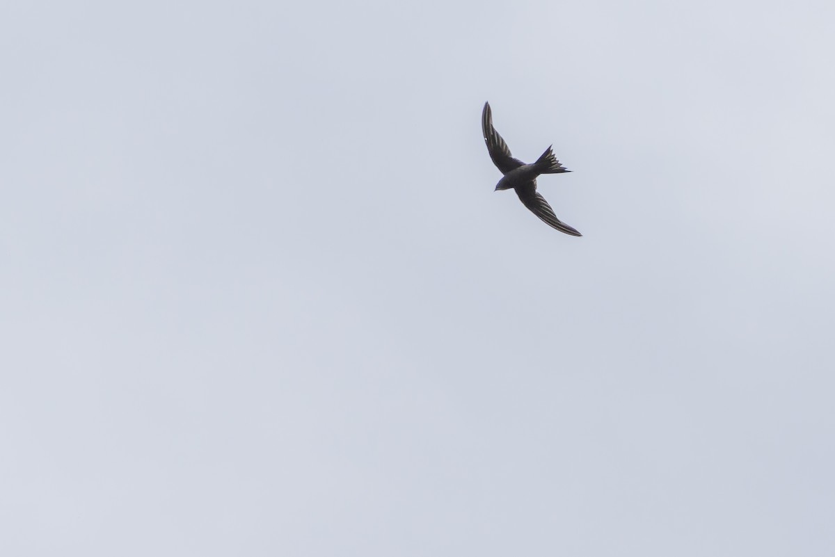 Schuppensegler - ML642440523