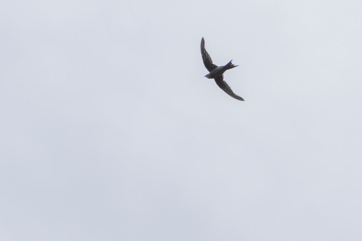 Schuppensegler - ML642440525