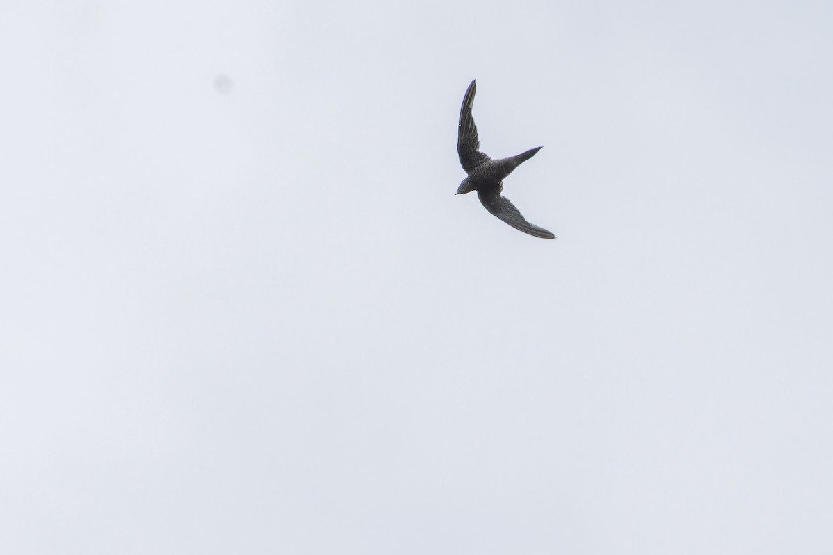 Schuppensegler - ML642440526