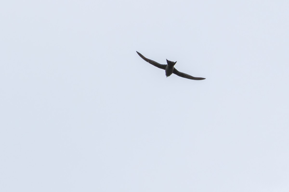 Schuppensegler - ML642440531