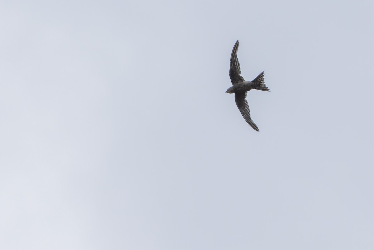 Schuppensegler - ML642440534