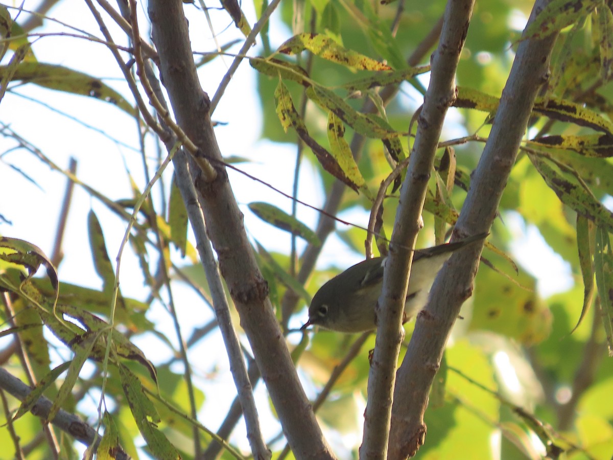 Ruby-crowned Kinglet - ML642440549