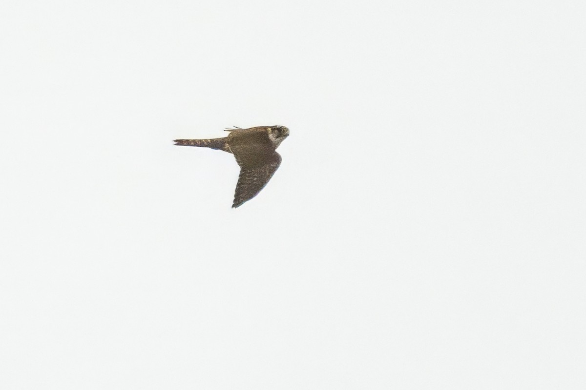 Merlin - ML642440550
