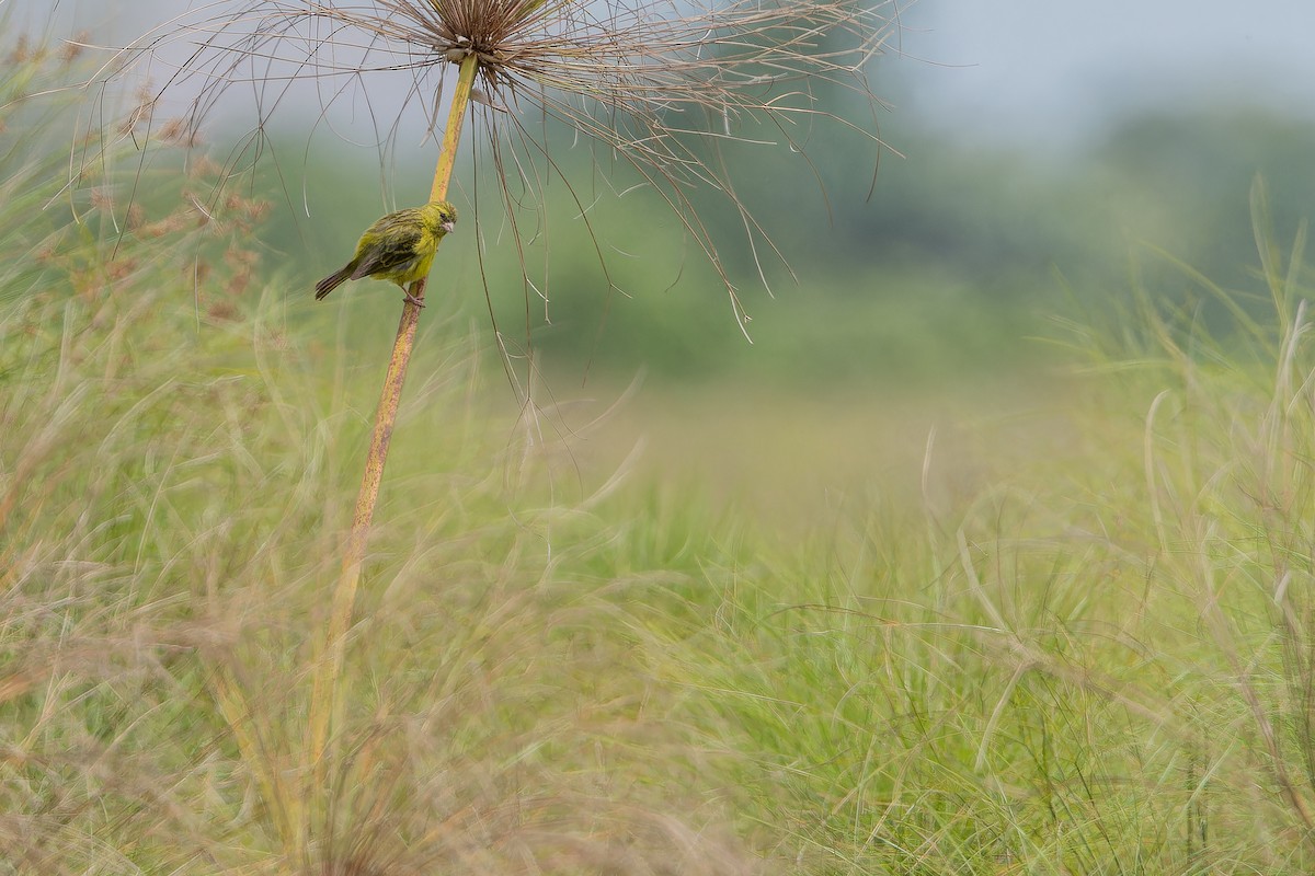 Papyrus Canary - ML642440562