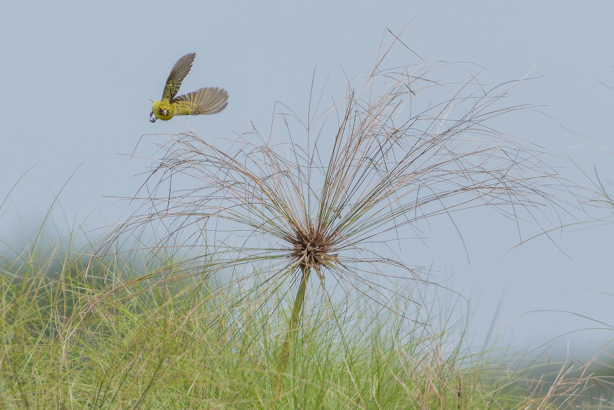 Papyrus Canary - ML642440563