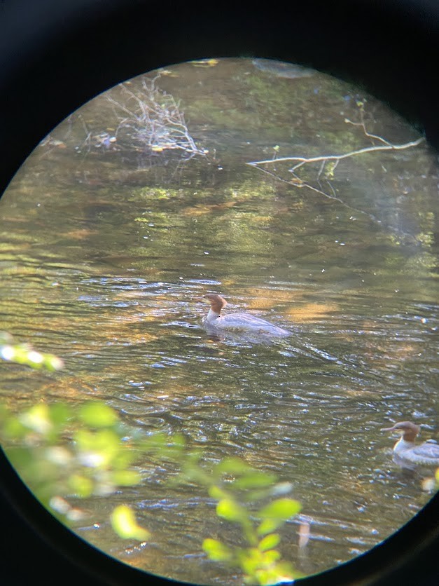 Common Merganser - ML642440566