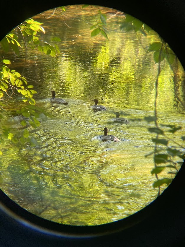 Common Merganser - ML642440567
