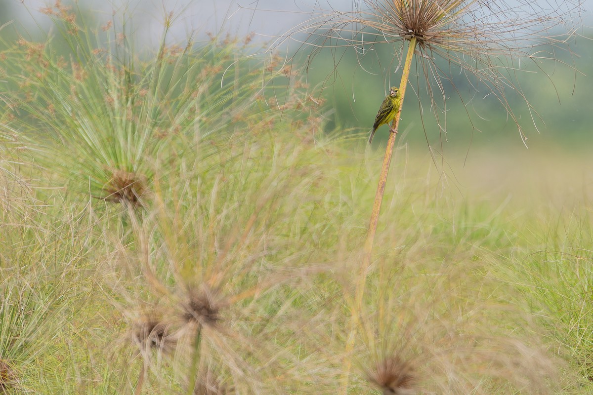 Papyrus Canary - ML642440568