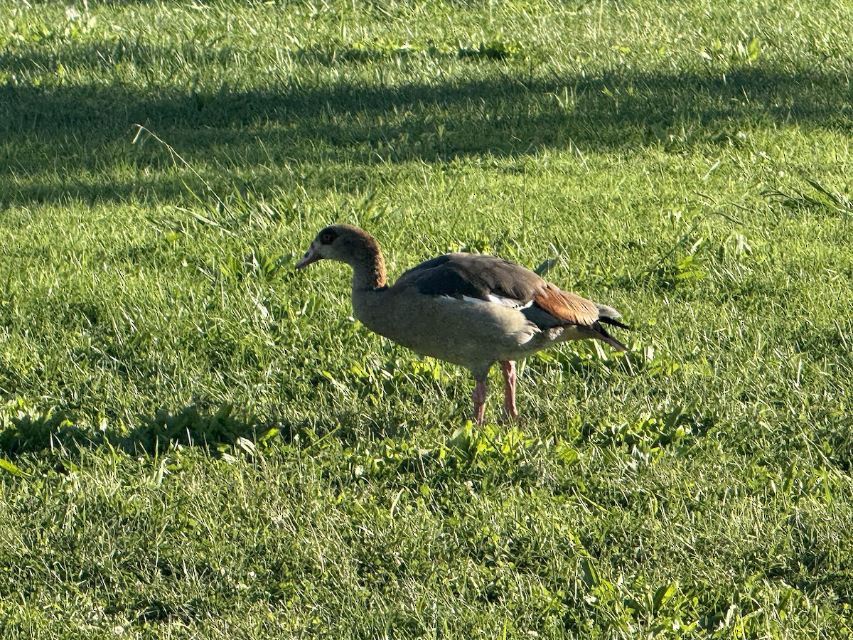 Egyptian Goose - ML642440569