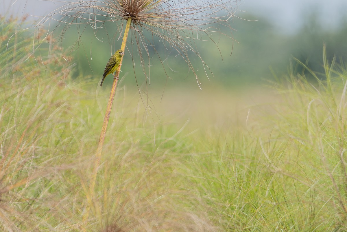 Papyrus Canary - ML642440573