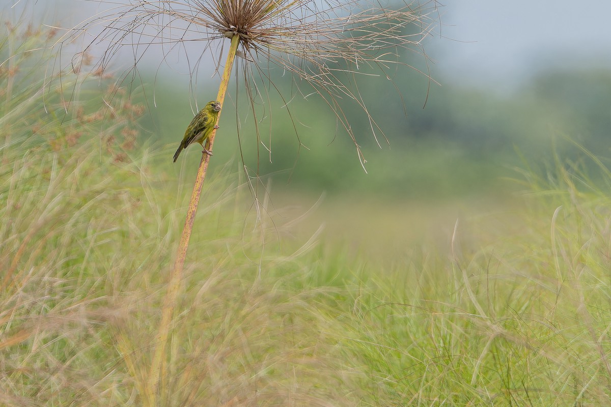 Papyrus Canary - ML642440577