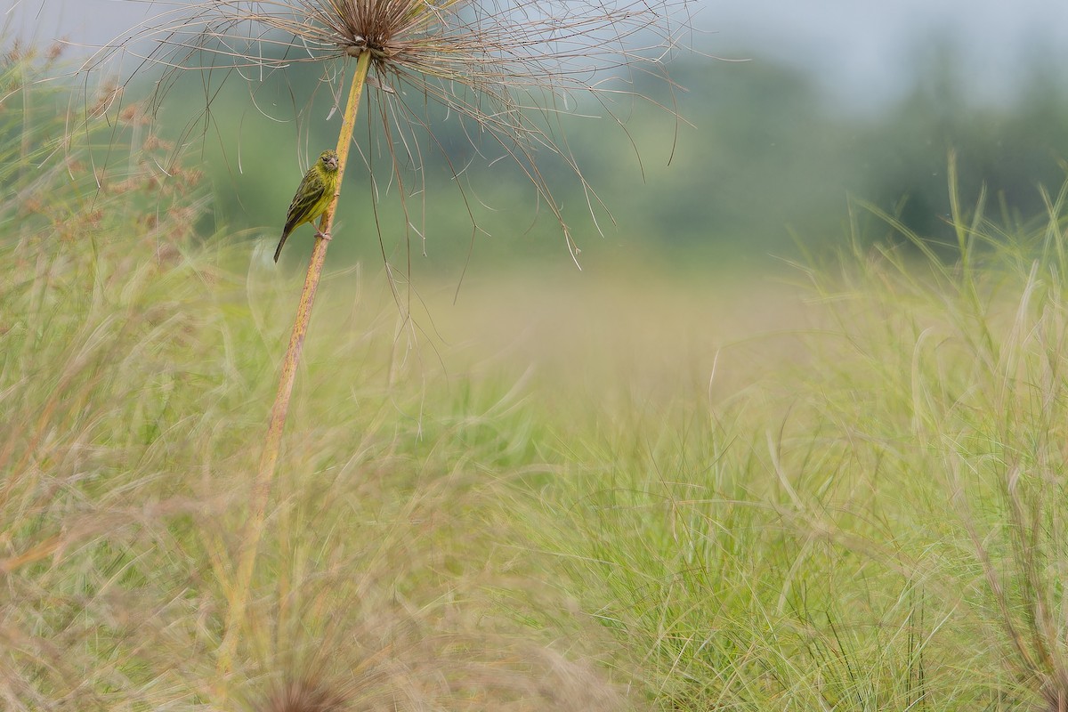 Papyrus Canary - ML642440578