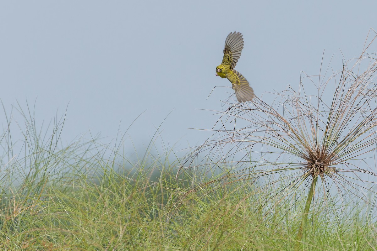 Papyrus Canary - ML642440579