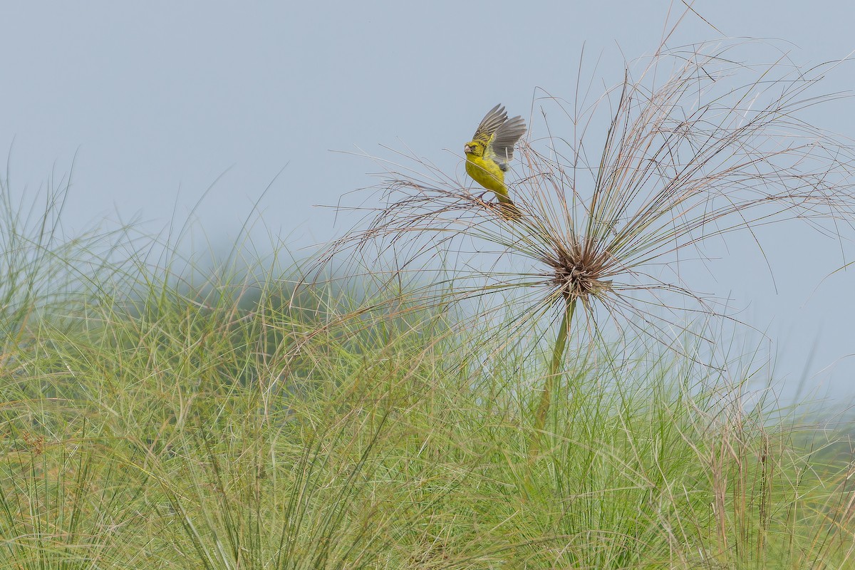 Papyrus Canary - ML642440580