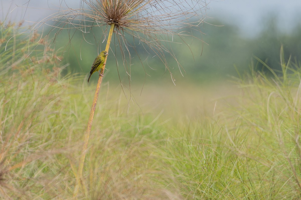 Papyrus Canary - ML642440581