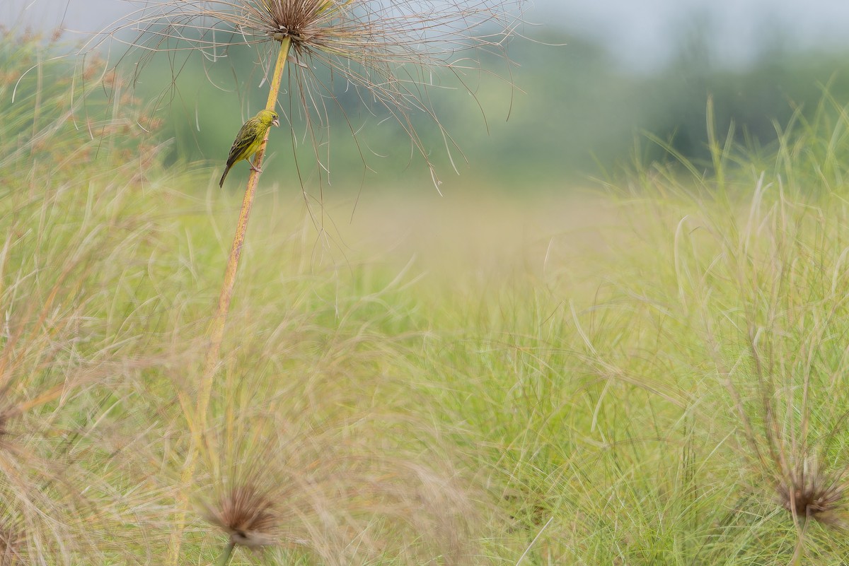 Papyrus Canary - ML642440582