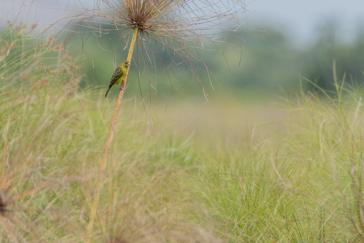 Papyrus Canary - ML642440583