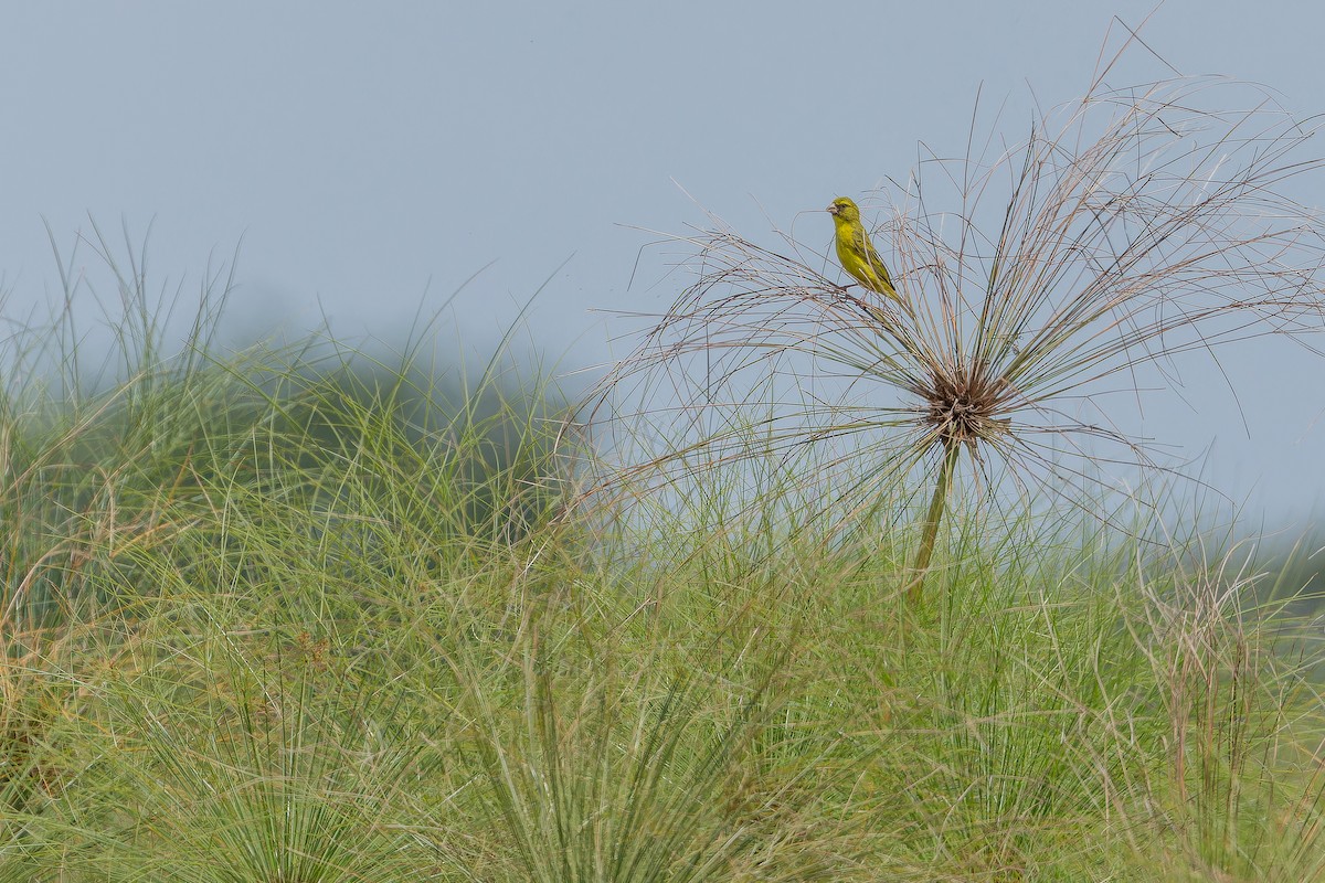 Papyrus Canary - ML642440584