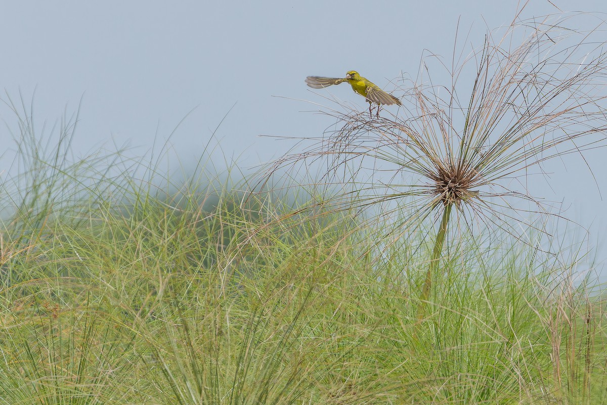 Papyrus Canary - ML642440585