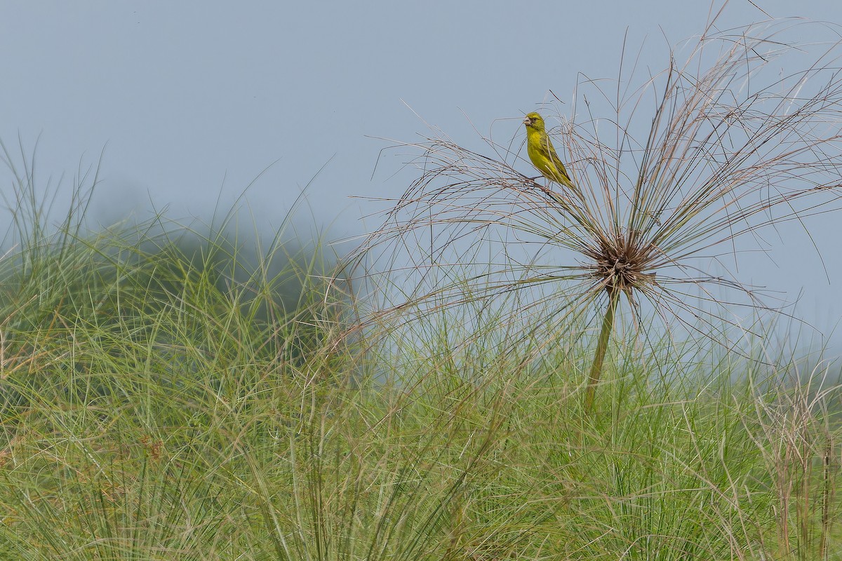 Papyrus Canary - ML642440587