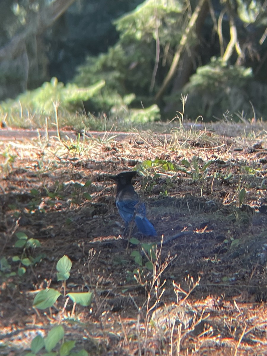 sojka Stellerova - ML642440608