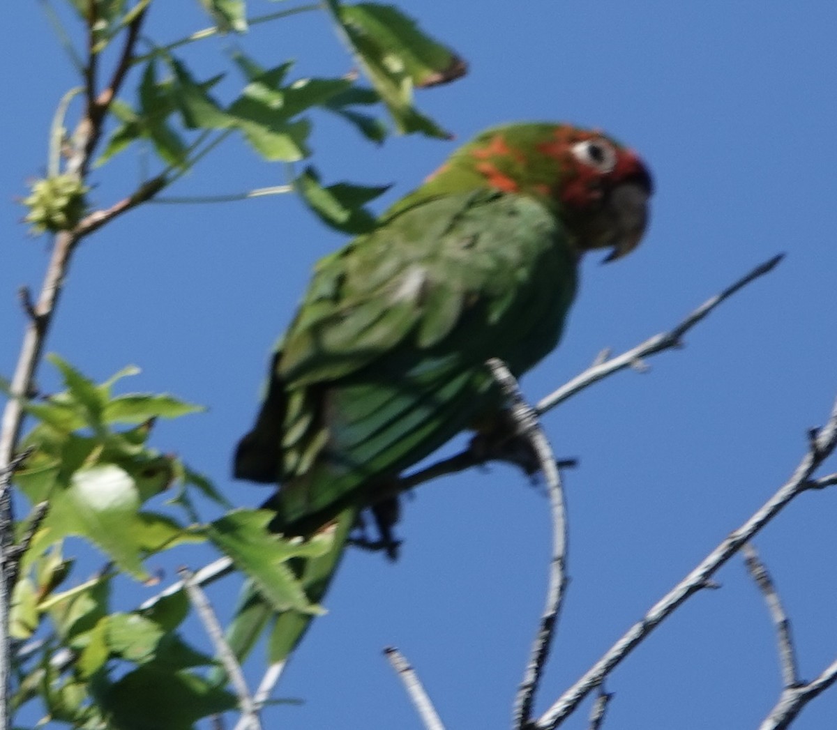 Mitred Parakeet - ML642440612