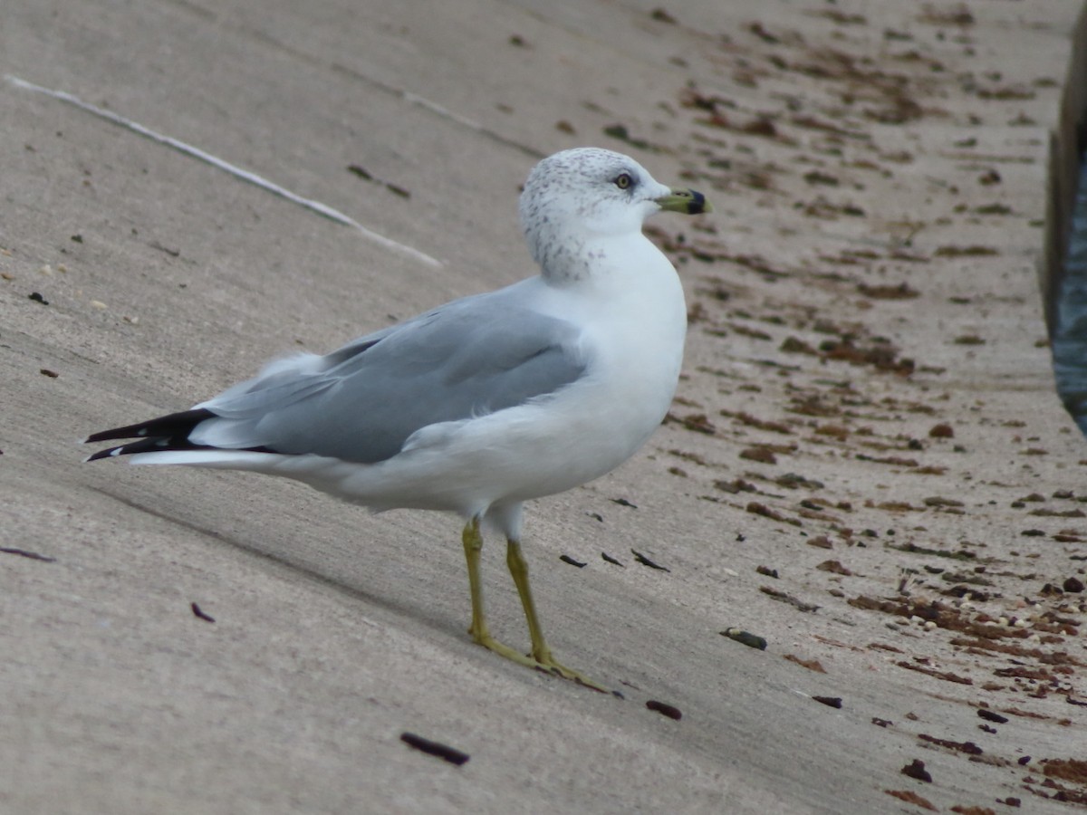Ring-billed Gull - ML642440613