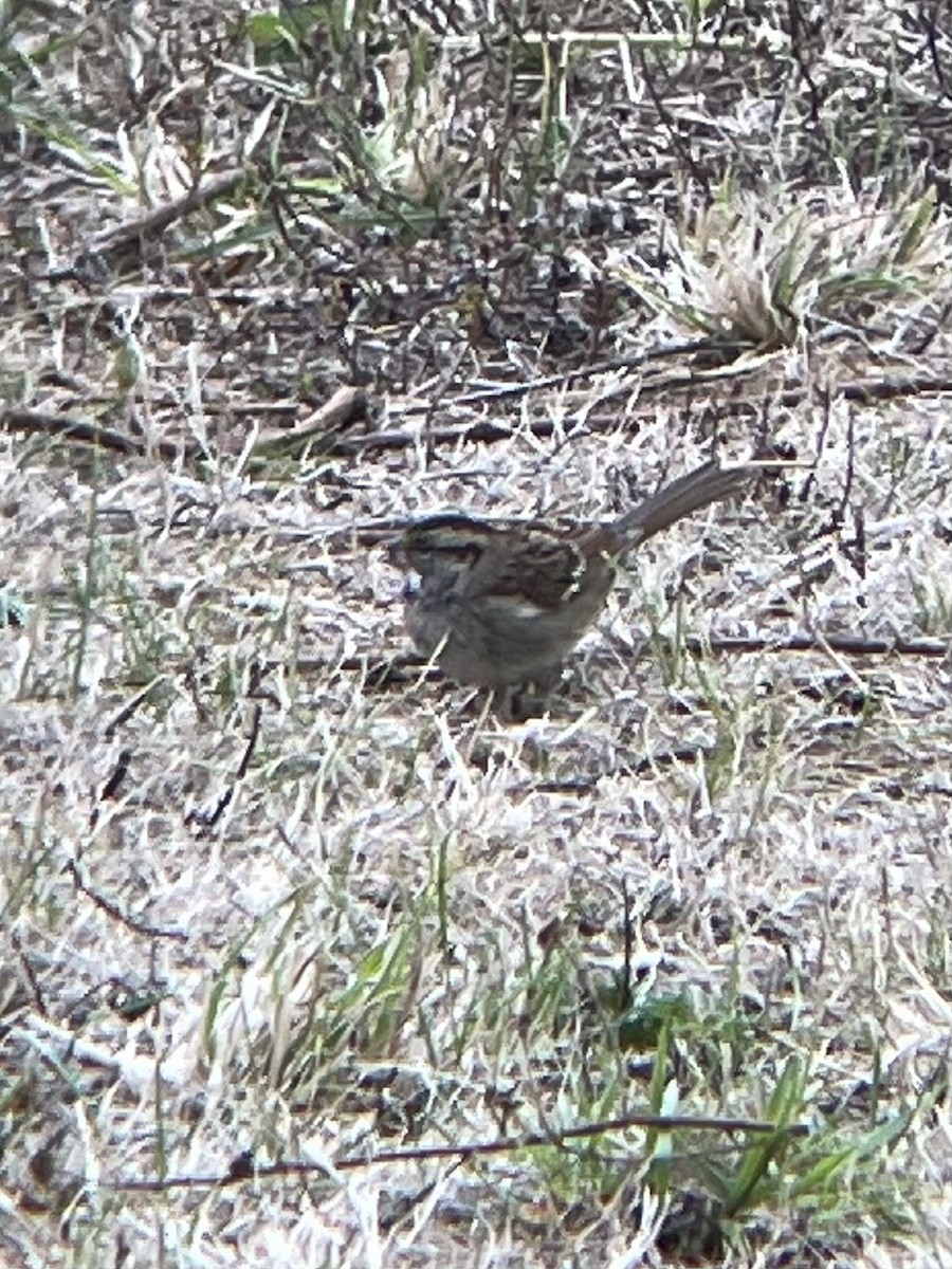 strnadec bělohrdlý - ML642440614