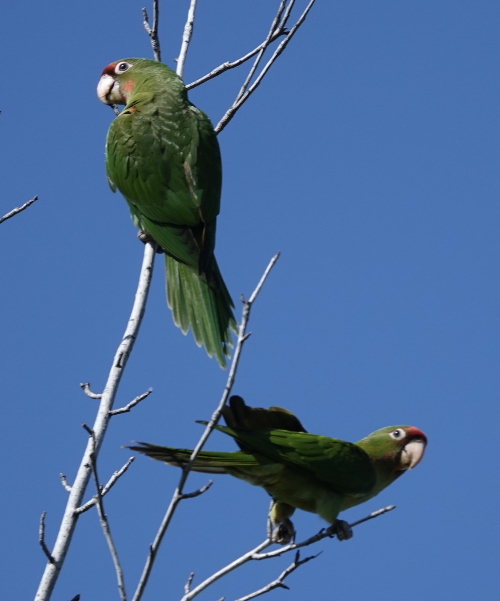 Mitred Parakeet - ML642440616